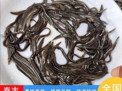 刺鳅鱼苗 易成活3-8公分泥鳅鱼苗 抗病害淡水钢鳅苗刀鳅供应图5