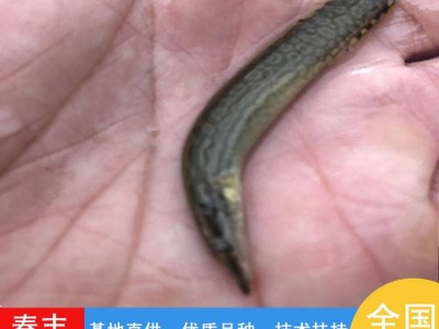 刺鳅鱼苗 易成活3-8公分泥鳅鱼苗 抗病害淡水钢鳅苗刀鳅供应图3