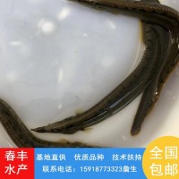 刺鳅鱼苗 易成活3-8公分泥鳅鱼苗 抗病害淡水钢鳅苗刀鳅供应