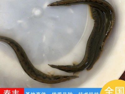 刺鳅鱼苗 易成活3-8公分泥鳅鱼苗 抗病害淡水钢鳅苗刀鳅供应图2