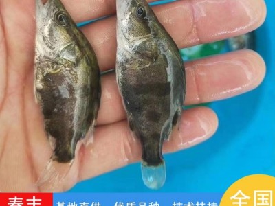 翘嘴鳜鱼苗 高密度养殖桂花鱼苗基地 指导技术提供图3