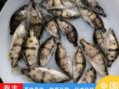 翘嘴鳜鱼苗 高密度养殖桂花鱼苗基地 指导技术提供图4