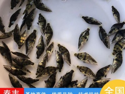 翘嘴鳜鱼苗 高密度养殖桂花鱼苗基地 指导技术提供图5