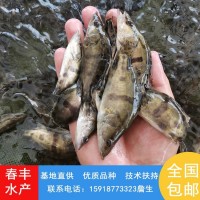 翘嘴鳜鱼苗 高密度养殖桂花鱼苗基地 指导技术提供