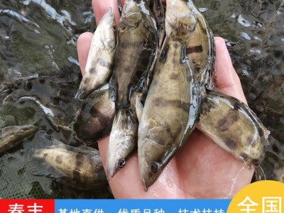翘嘴鳜鱼苗 高密度养殖桂花鱼苗基地 指导技术提供图2