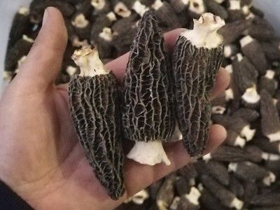 云南产地批发菌汤包羊肚菌干货250g 大号剪柄食用菌人工酒店食材图4