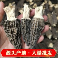 产地专业批发七彩菌汤包250g羊肚菌带柄4公分以上 干货人工养殖丛