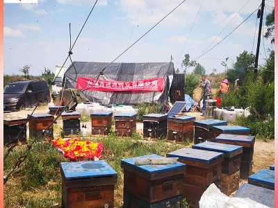 荆条蜂蜜原蜜自然农家土蜂蜜 荆条蜂蜜蜂巢蜜920g批发图4