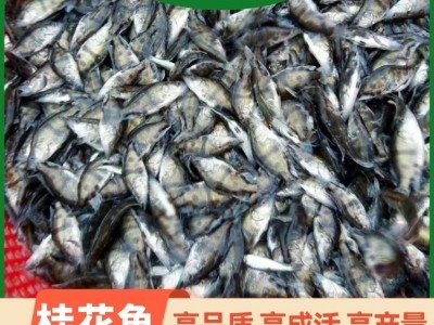 翘嘴桂花鱼翘嘴鱼 桂鱼苗及成品鱼 鳜鱼苗 渔场基地供应图3