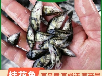 翘嘴桂花鱼翘嘴鱼 桂鱼苗及成品鱼 鳜鱼苗 渔场基地供应图5