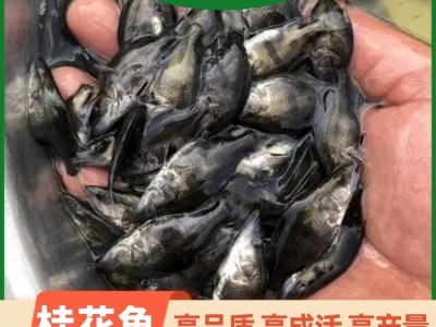 翘嘴桂花鱼翘嘴鱼 桂鱼苗及成品鱼 鳜鱼苗 渔场基地供应图1