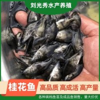 翘嘴桂花鱼翘嘴鱼 桂鱼苗及成品鱼 鳜鱼苗 渔场基地供应