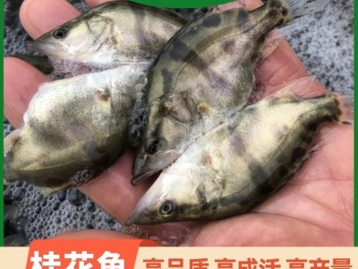 翘嘴桂花鱼翘嘴鱼 桂鱼苗及成品鱼 鳜鱼苗 渔场基地供应图4