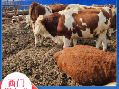 西门塔尔牛犊小母牛 肉牛养殖基地 出肉率高- 义兴养殖图3