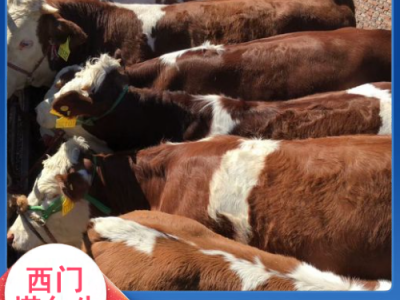 西门塔尔牛犊小母牛 肉牛养殖基地 出肉率高- 义兴养殖图2