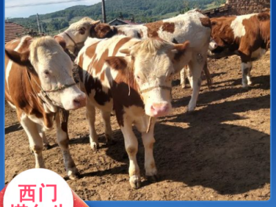 西门塔尔牛犊小母牛 肉牛养殖基地 出肉率高- 义兴养殖图4