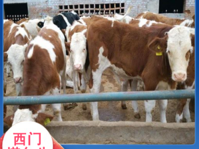 西门塔尔牛犊小母牛 肉牛养殖基地 出肉率高- 义兴养殖图5