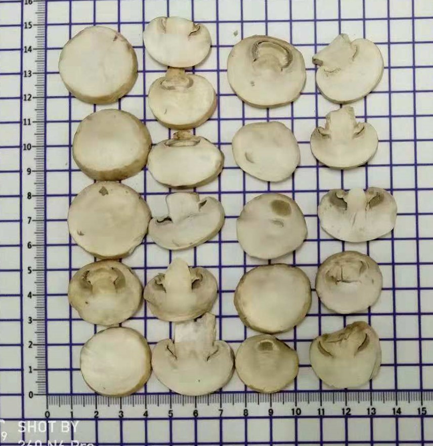 冻干蘑菇片 (1)