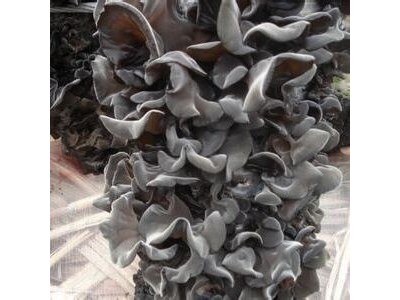 批发东北黑木耳500g头茬无根干木耳纯叶片散装干货食用菌图2