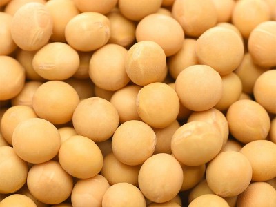 供应东北大豆 农家自产粗粮黄豆 五谷杂粮豆浆豆腐原料散装批发图2