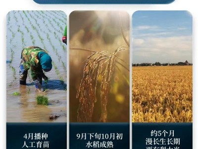 新款产地直供珍珠米千垧地飘香清甜东北大米现磨现发黑龙江特产米图3
