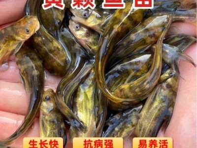 黄辣丁苗 鱼苗批发 少病害产量高 基地直供 提供专业养殖技术支持图4