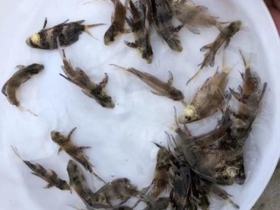 一帆风顺鱼苗 胭脂 淡水环境人工养殖 基地直供 食品工艺鲜活水产图3