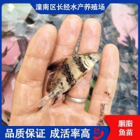 一帆风顺鱼苗 胭脂 淡水环境人工养殖 基地直供 食品工艺鲜活水产