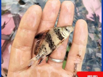 一帆风顺鱼苗 胭脂 淡水环境人工养殖 基地直供 食品工艺鲜活水产图2
