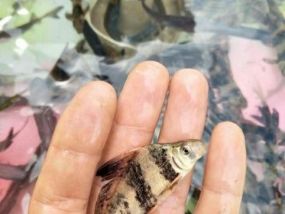 一帆风顺鱼苗 胭脂 淡水环境人工养殖 基地直供 食品工艺鲜活水产图5