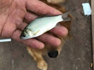 渔场直供 鲫鱼苗 活体鱼苗淡水养殖 抗病力强 可批发提供技术指导图2