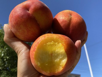 【湖北露天黄金蜜黄桃蜜桃】湖北老树蜜桃非血桃5斤新鲜水果代发图2