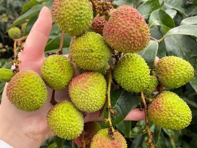 【顺丰为主 广东妃子笑荔枝】 非白糖罂非龙眼5斤新鲜水果一件代图4