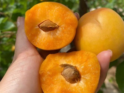 【陕西金太阳头茬大黄杏】 农家种植酸甜爽口孕妇新鲜水果5斤代发图2