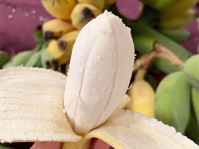 【福建土楼苹果蕉】 皮薄肉厚非小米蕉现砍现发5新鲜水果一件代发图3