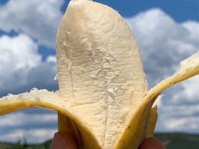 【福建土楼苹果蕉】 皮薄肉厚非小米蕉现砍现发5新鲜水果一件代发图2