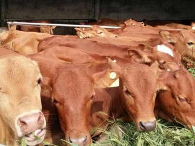 改良成年鲁西黄牛种牛养殖 肌肉发达 体格良好 易于管理图3