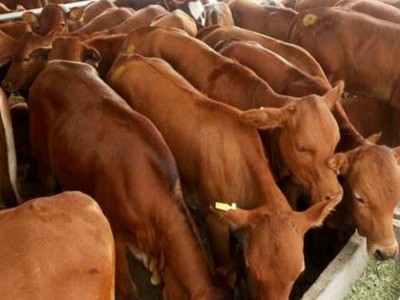 改良成年鲁西黄牛种牛养殖 肌肉发达 体格良好 易于管理图2