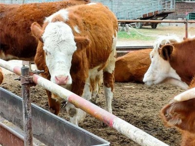 养殖销售西门塔尔牛 改良肉牛犊 品种齐全 提供技术图4