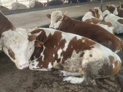养殖销售西门塔尔牛 改良肉牛犊 品种齐全 提供技术图5
