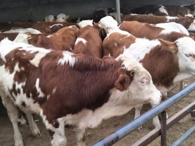 养殖销售西门塔尔牛 改良肉牛犊 品种齐全 提供技术图3