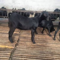 黑山羊 努比亚黑山羊养殖基地 长期供应 改良黑山羊