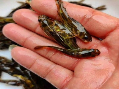 全国各地发货黄辣丁鱼 杂食性鱼类黄沙古鱼苗 黄骨抗病能力强图4