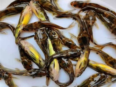 全国各地发货黄辣丁鱼 杂食性鱼类黄沙古鱼苗 黄骨抗病能力强图5