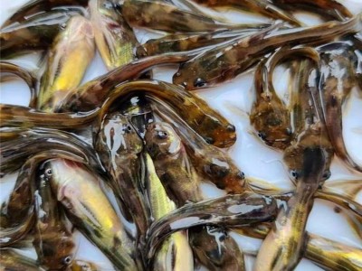 全国各地发货黄辣丁鱼 杂食性鱼类黄沙古鱼苗 黄骨抗病能力强图2
