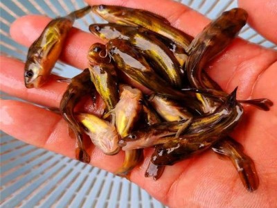 全国各地发货黄辣丁鱼 杂食性鱼类黄沙古鱼苗 黄骨抗病能力强图3