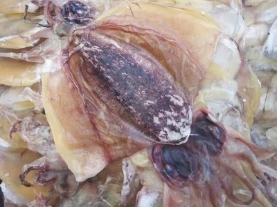 北海墨鱼干货厂家批发小乌贼目鱼干中大号北海墨鱼干海鲜干货批发图2