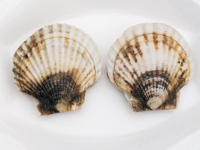 扇贝鲜活新鲜生鲜海鲜水产蒜蓉粉丝大扇贝超大烧烤扇贝肉野生冰鲜图2