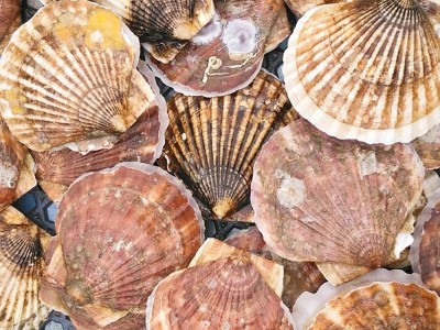 扇贝鲜活新鲜生鲜海鲜水产蒜蓉粉丝大扇贝超大烧烤扇贝肉野生冰鲜图1