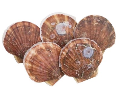 扇贝鲜活新鲜生鲜海鲜水产蒜蓉粉丝大扇贝超大烧烤扇贝肉野生冰鲜图5